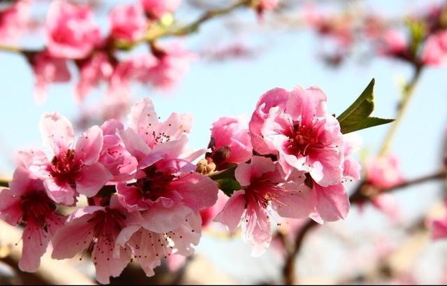 烂桃花太多是什么原因