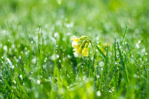 雨水节气特点和风俗